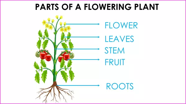 Plants Summary