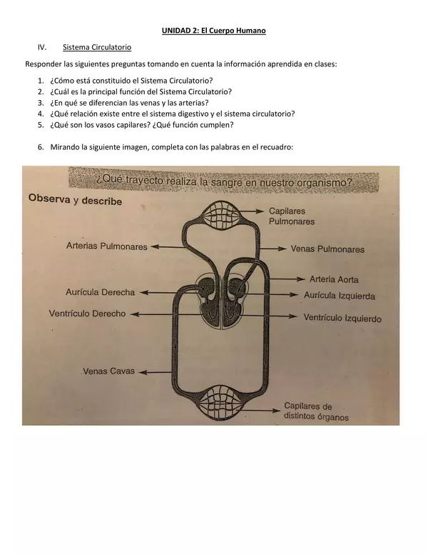 Guía Sistema Circulatorio