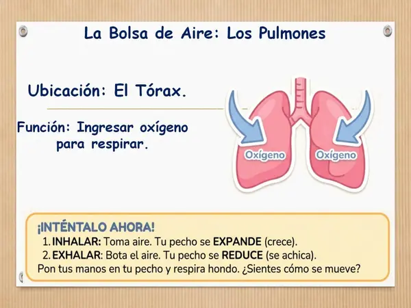 Ppt: Órganos del cuerpo Humano, 2° Básico (OA7)