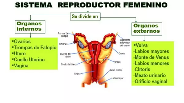 Sistema reproductor Femenino