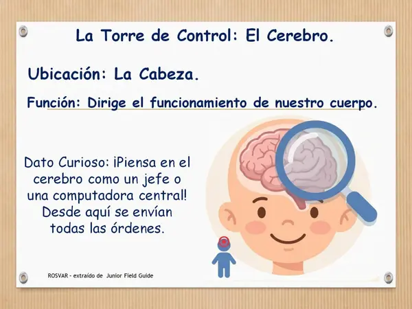 Ppt: Órganos del cuerpo Humano, 2° Básico (OA7)