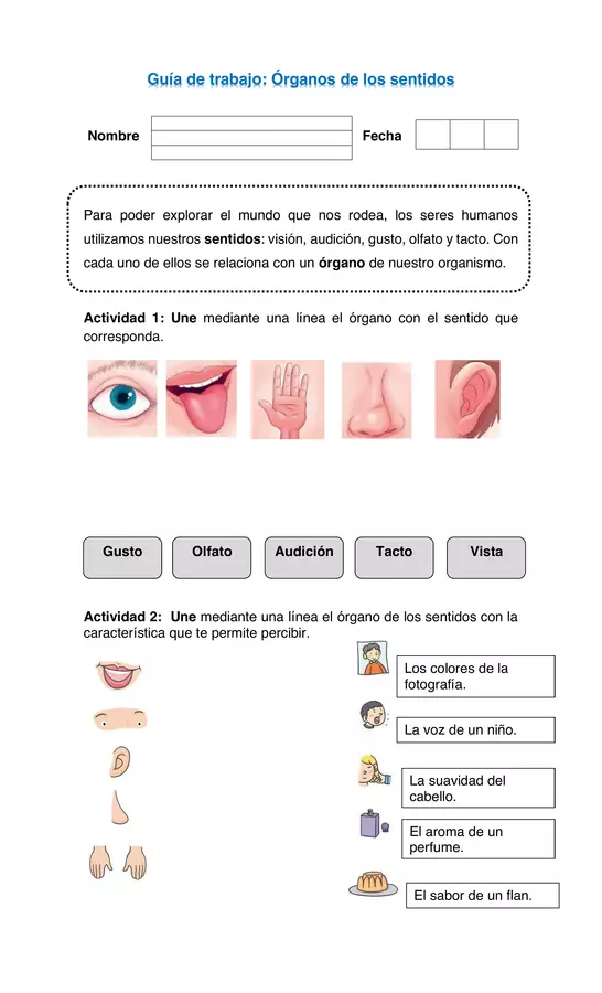 Guia De Trabajo Organos De Los Sentidos Ciencias Naturales Primero