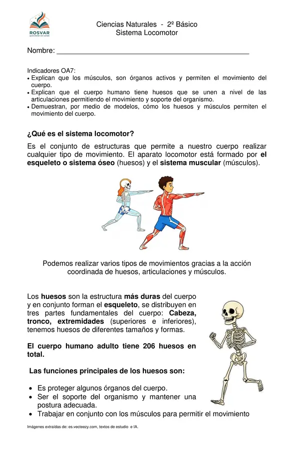 Sistema Locomotor (huesos y músculos), 2° Básico