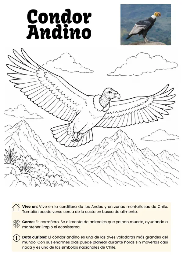 Aves de Chile para Colorear
