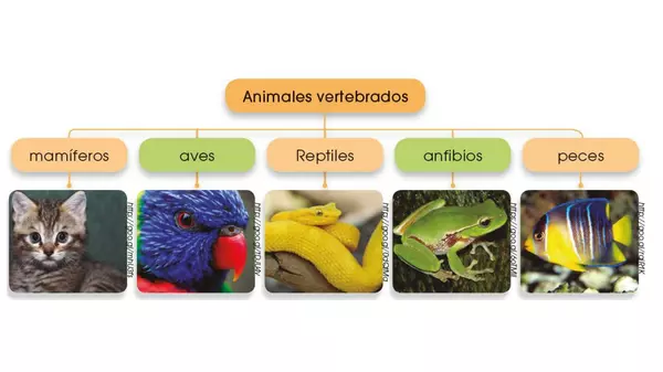 Los animales vertebrados e invertebrados