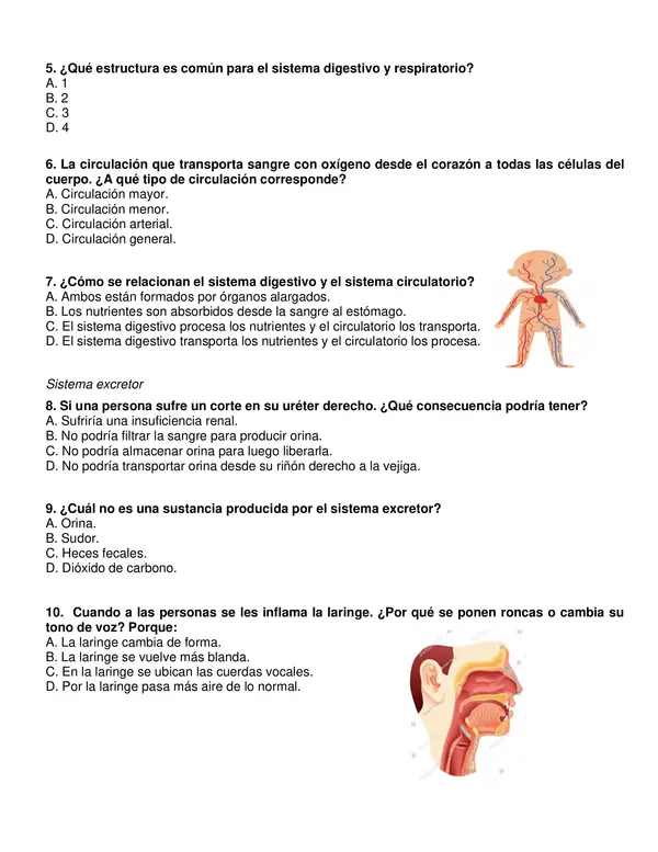 Evaluación de ciencias 5° "Sistemas de nuestro cuerpo".