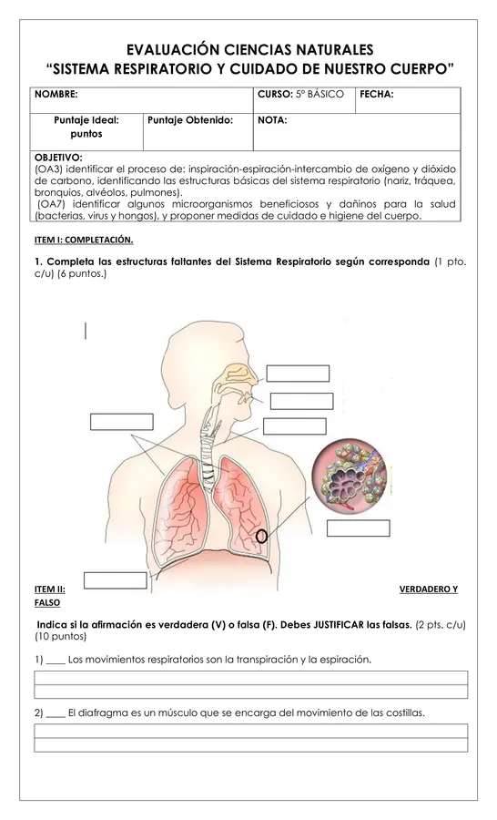 Prueba - Sistema respiratorio y microorganismos