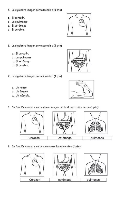 Evaluación Cs. Naturales Órganos del cuerpo Humano