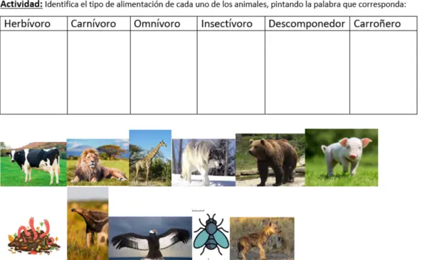 Tipos de nutrición alimentación de los animales 