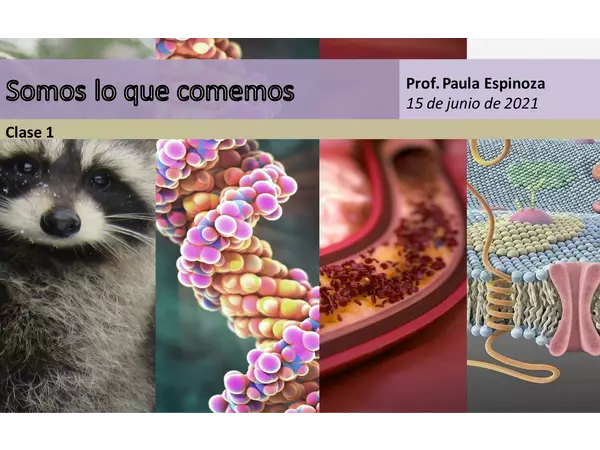 PPT Nutrientes