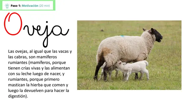 Oveja lección 3 Parte 2 Método matte