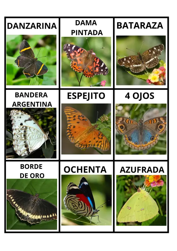 Bingo Mariposas