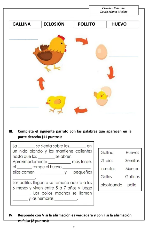 Evaluación de ciencias, ciclo de vida de la tortuga y gallina