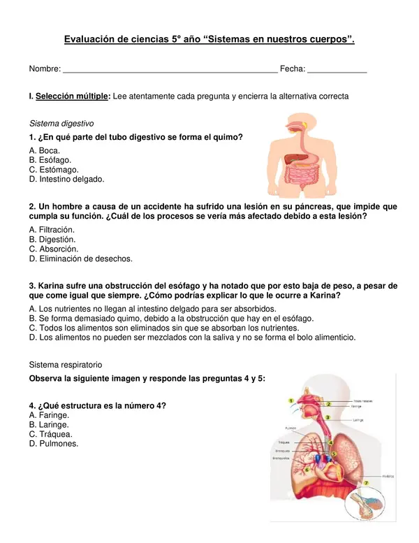 Evaluación de ciencias 5° "Sistemas de nuestro cuerpo".