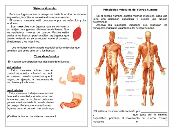 Guía de ciencias 4° año "Sistema Muscular"