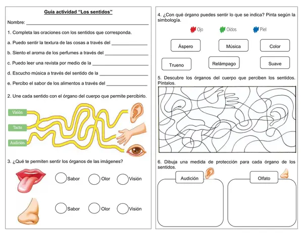 Guía de actividades 1° básico "Los 5 sentidos"
