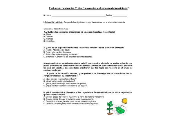 Evaluación "Las plantas y el proceso de fotosíntesis" 6° año básico. 