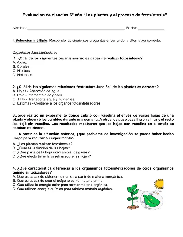 Evaluación "Las plantas y el proceso de fotosíntesis" 6° año básico. 