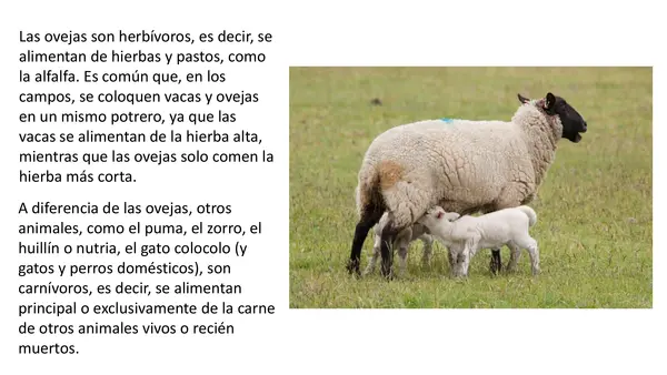Oveja lección 3 Parte 2 Método matte