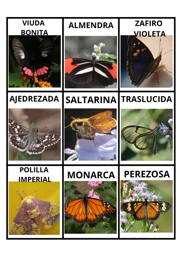 Bingo Mariposas