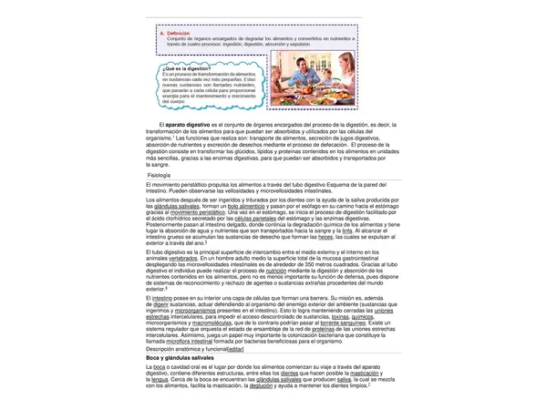 Actividades sistema DIGESTIVO