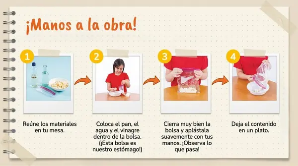 Clase 5 Lección 1 Unidad 1 "Cuidemos nuestro cuerpo" Función del estomago - 2° Básico