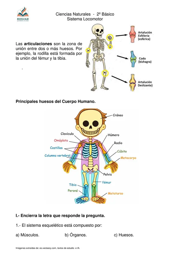 Sistema Locomotor (huesos y músculos), 2° Básico
