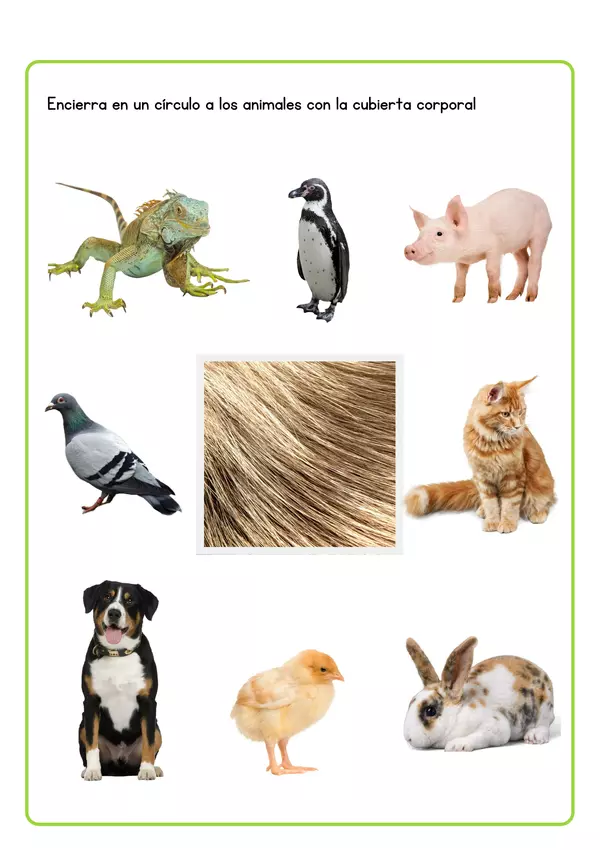 Guía cubierta corporal de animales