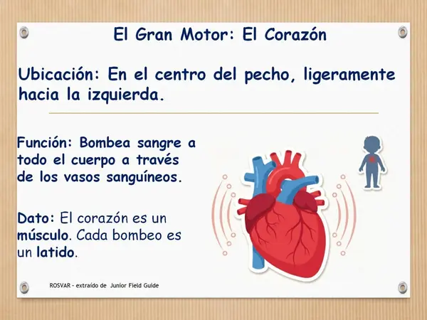 Ppt: Órganos del cuerpo Humano, 2° Básico (OA7)