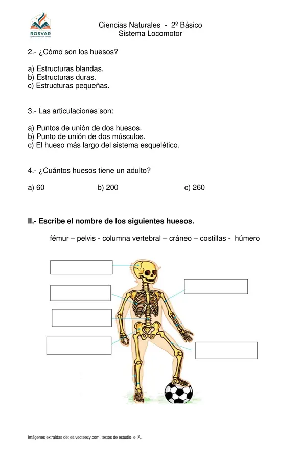 Sistema Locomotor (huesos y músculos), 2° Básico