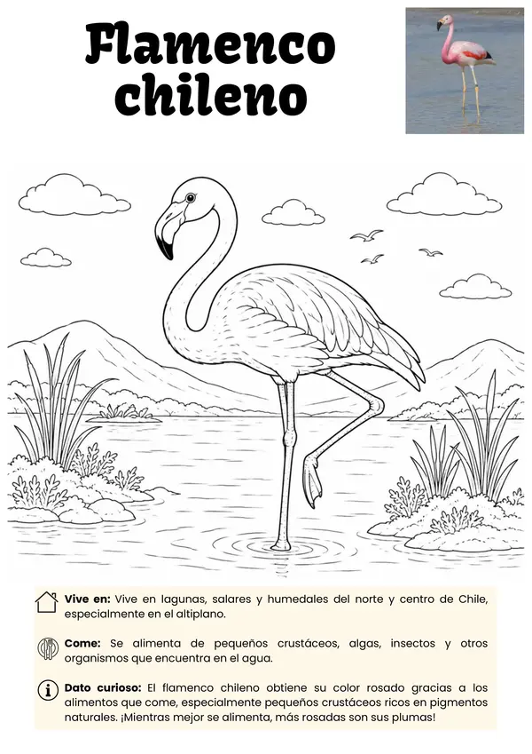 Aves de Chile para Colorear