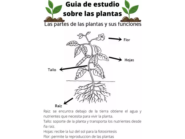 Las plantas y sus funciones 