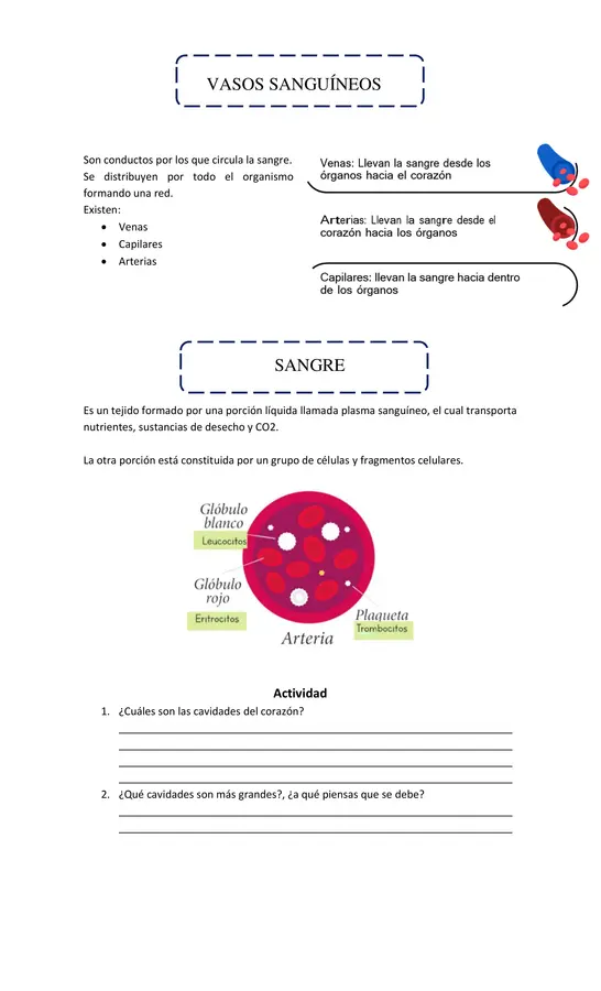 GUÍA SISTEMA CIRCULATORIO