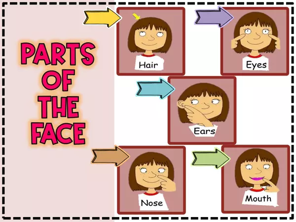 ACTIVITY 4 - PARTS OF THE FACE