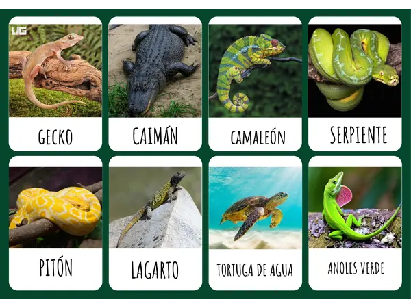 Flashcard reptiles 🐊 