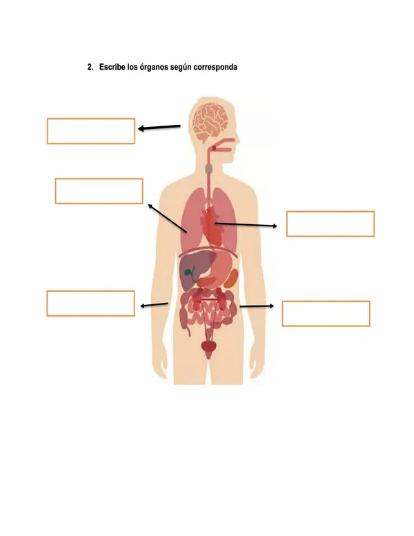Órganos del cuerpo y su función 