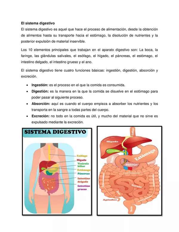 Sistema digestivo 