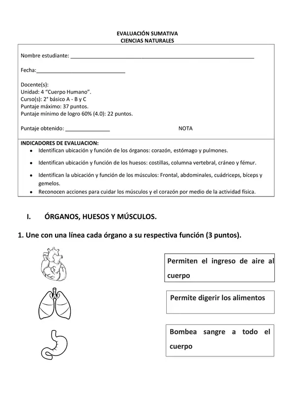 Prueba "El cuerpo humano: órganos, huesos y músculos"