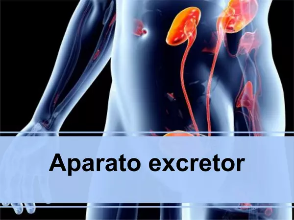 Presentacion Apara Excretor, Octavo Basico, Cs Naturales