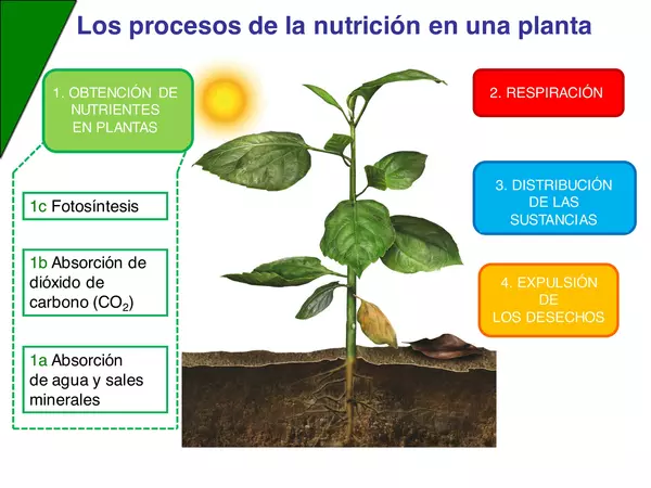 Procesos de nutrición de la planta