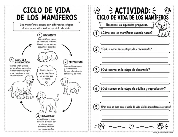 Ciclo de vida de los seres vivos 
