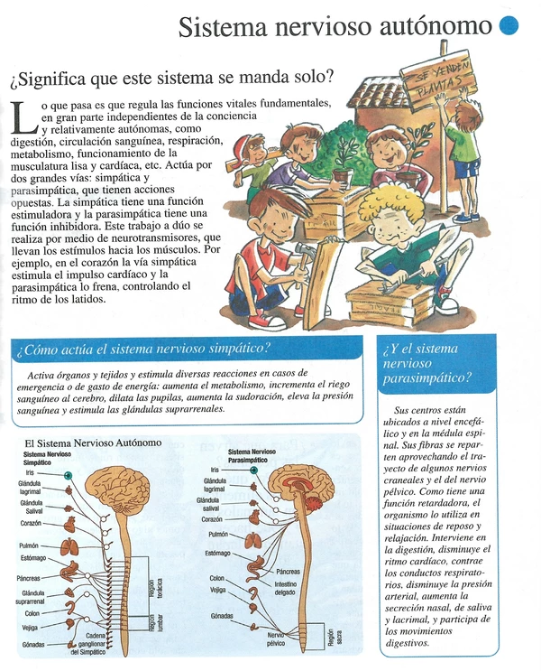 Infografía Papelucho: "El Sistema Nervioso Autónomo"