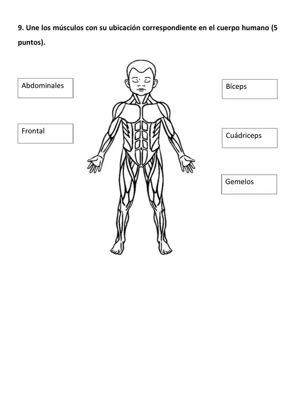 Prueba "El cuerpo humano: órganos, huesos y músculos"