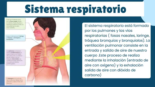 Como afecta el humo del tabaco en el sistema respiratorio