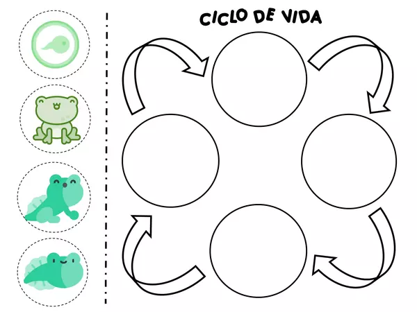 Ciclo de vida, recortable | profe.social