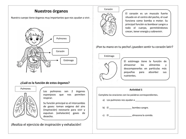 Cuerpo humano 2° básico