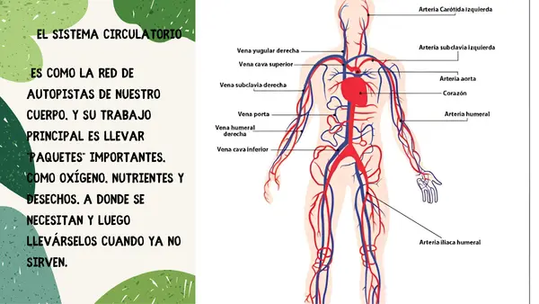 PPT Sistema Respiratorio y Sistema Circulatorio 