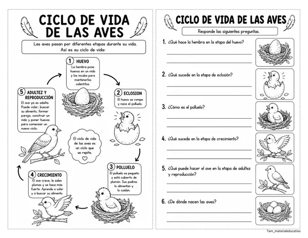 Ciclo de vida de los seres vivos 