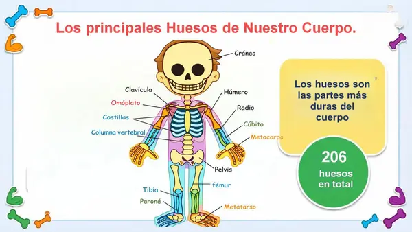 Ppt. Sistema Locomor (huesos y músculos) 