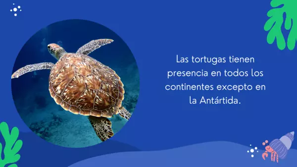 Dato curioso animales marinos "la tortuga"